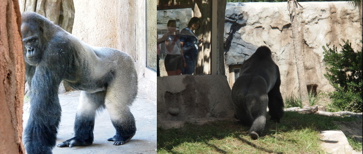 [Two images spliced together. On the left is a close view of the gorilla as he looks through the glass at those of us looking at him. His arms are much longer than his legs and the fur on them is also much longer than on the rest of his body. It appears his legs from the knees up through his backside and lower back are silver, but that's just how the light reflected off the glass. The image on the right is him walking (all four limbs on the ground) past the other viewing area where people are standing on a platform about the height of his waist taking photos of him. Although he is probably not much taller than these people, he is definitely much wider and more muscular than them. His body is nearly completely in the shade and there are definite silver patches of fur on his back beside the grey-brown fur.]